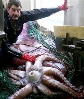giant squid sightings